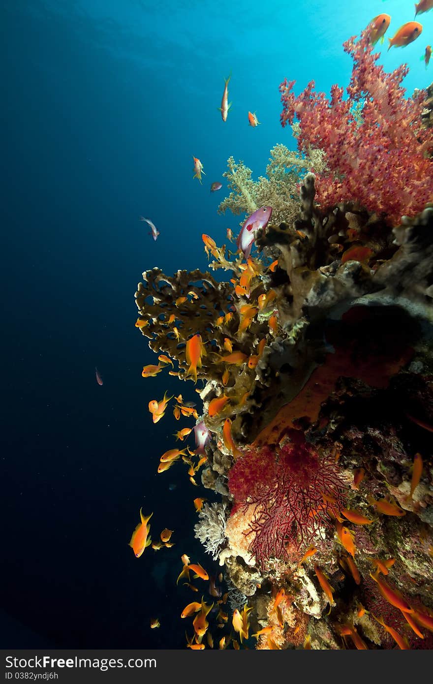 Fish, coral and sun in the Red Sea.