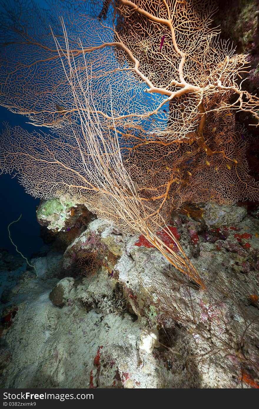 Sea Fan, Coral And Fish In The Red Sea.