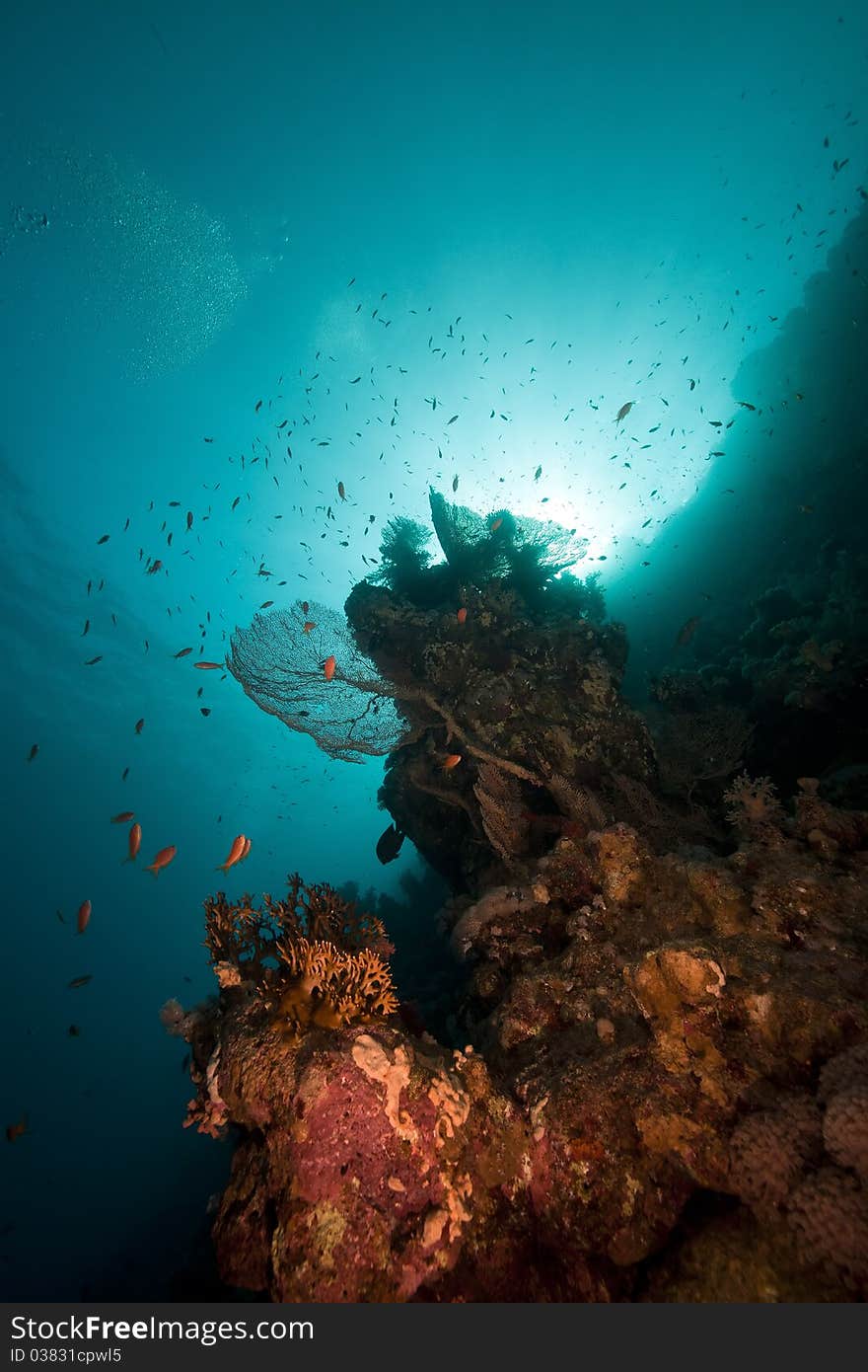 Sea fan, coral and fish in the Red Sea.