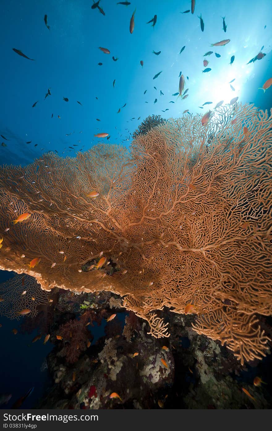 Sea fan, coral and fish in the Red Sea.