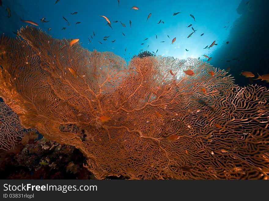 Sea fan, coral and fish in the Red Sea.