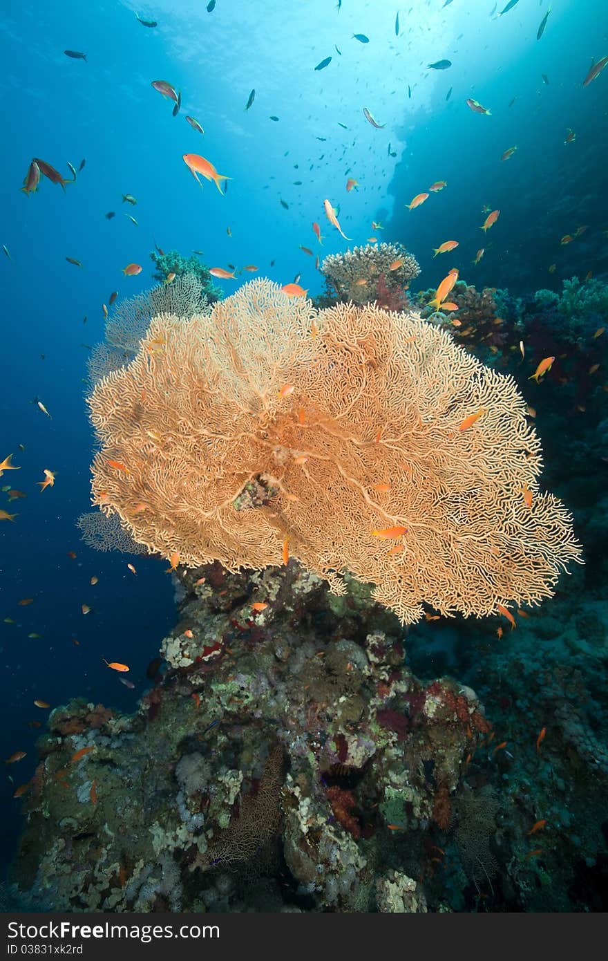 Sea Fan, Coral And Fish In The Red Sea.