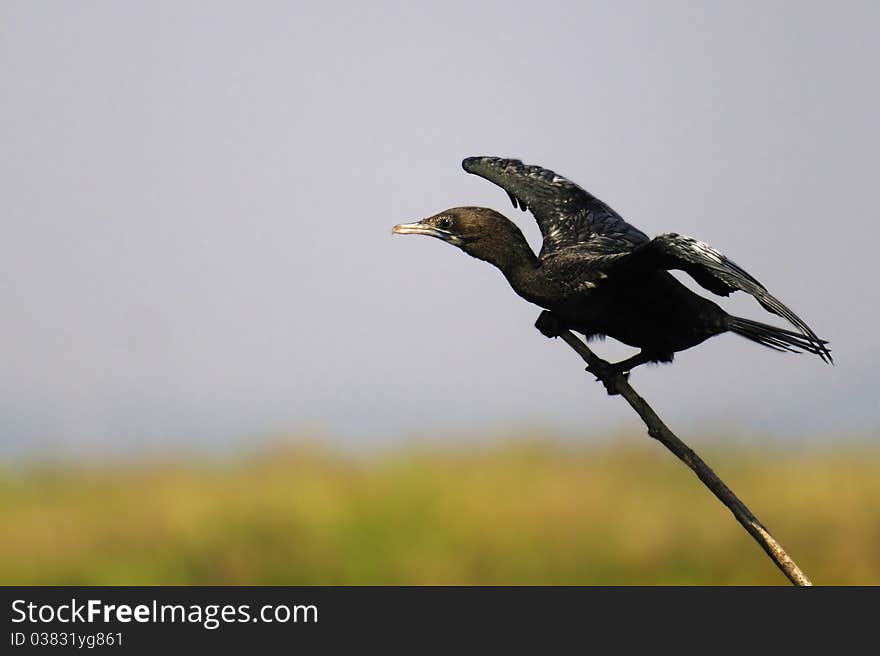 Great Cormorant