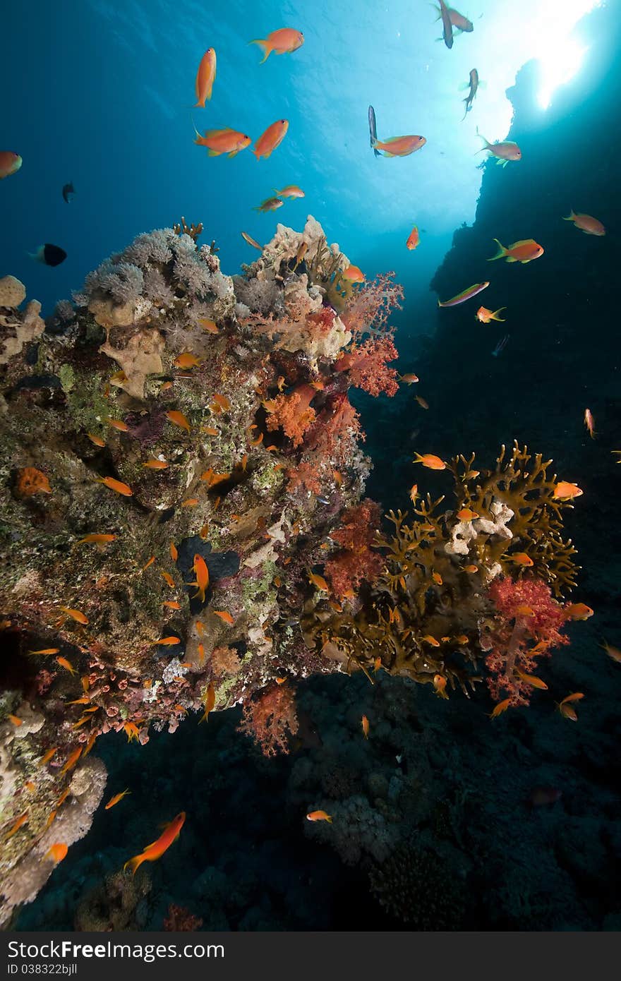 Fish, coral and sun in the Red Sea.