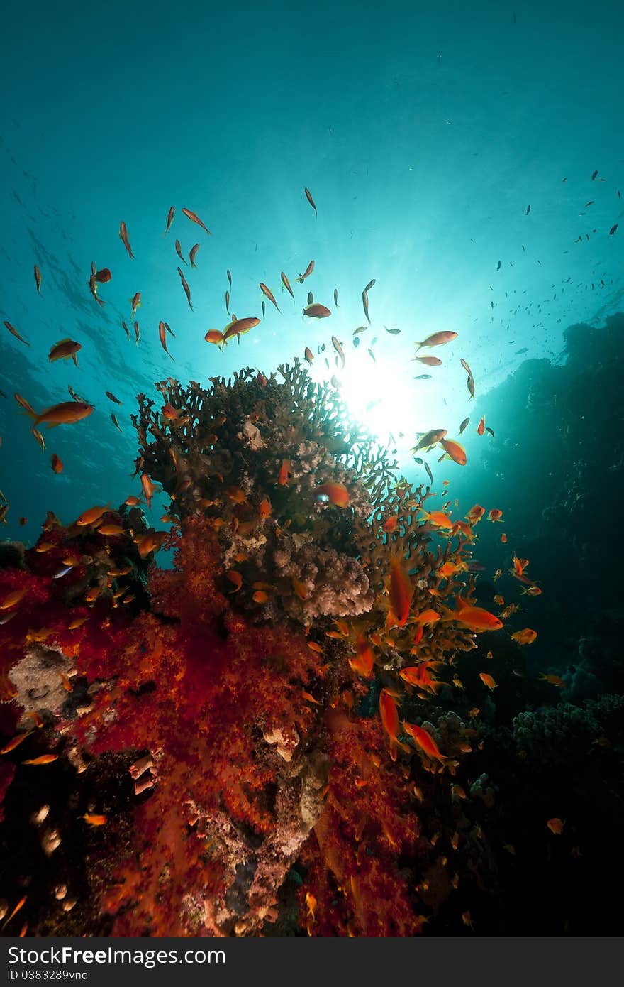 Fish, Coral And Sun In The Red Sea.