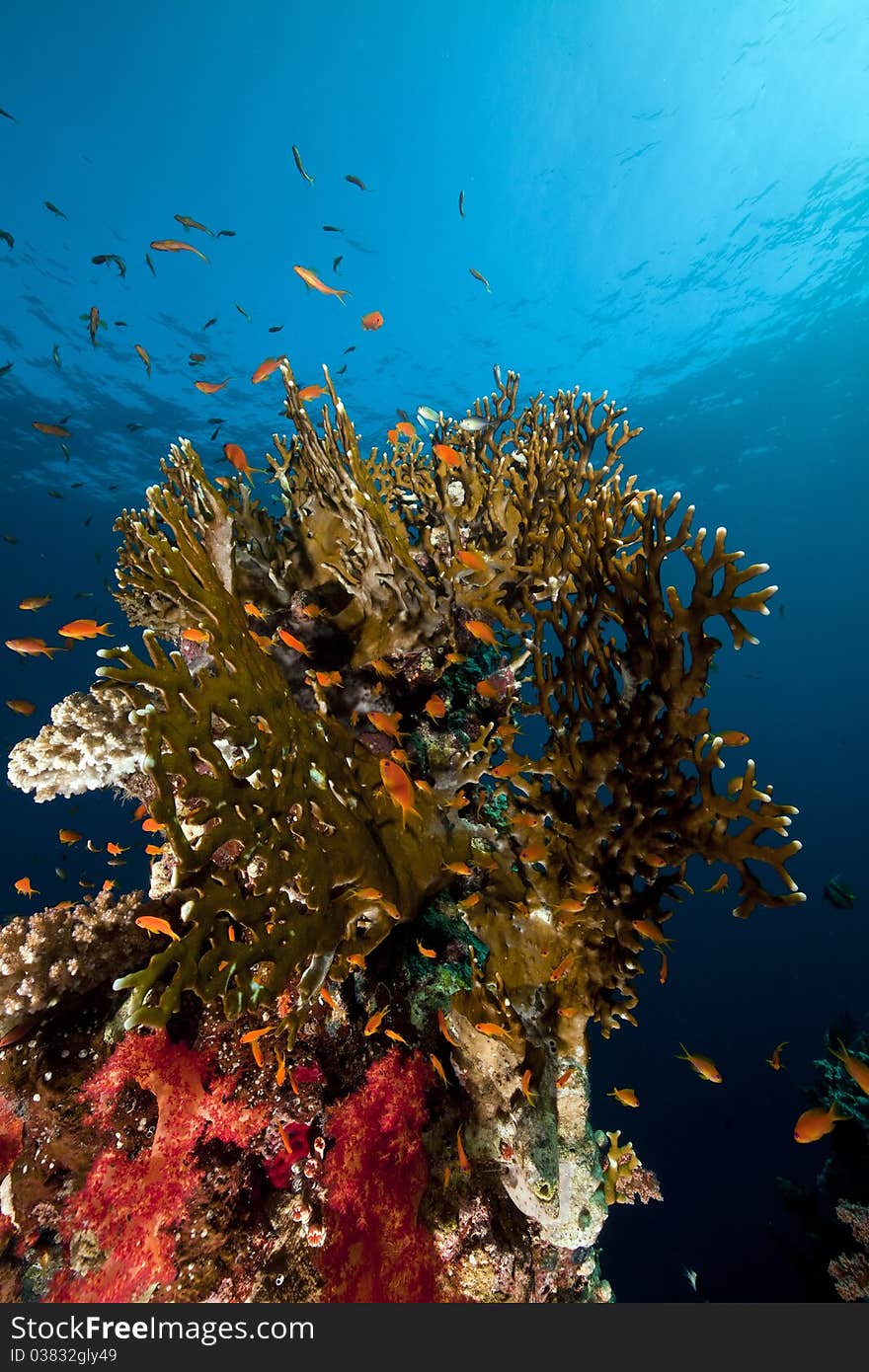 Net fire coral and fish in the Red Sea.