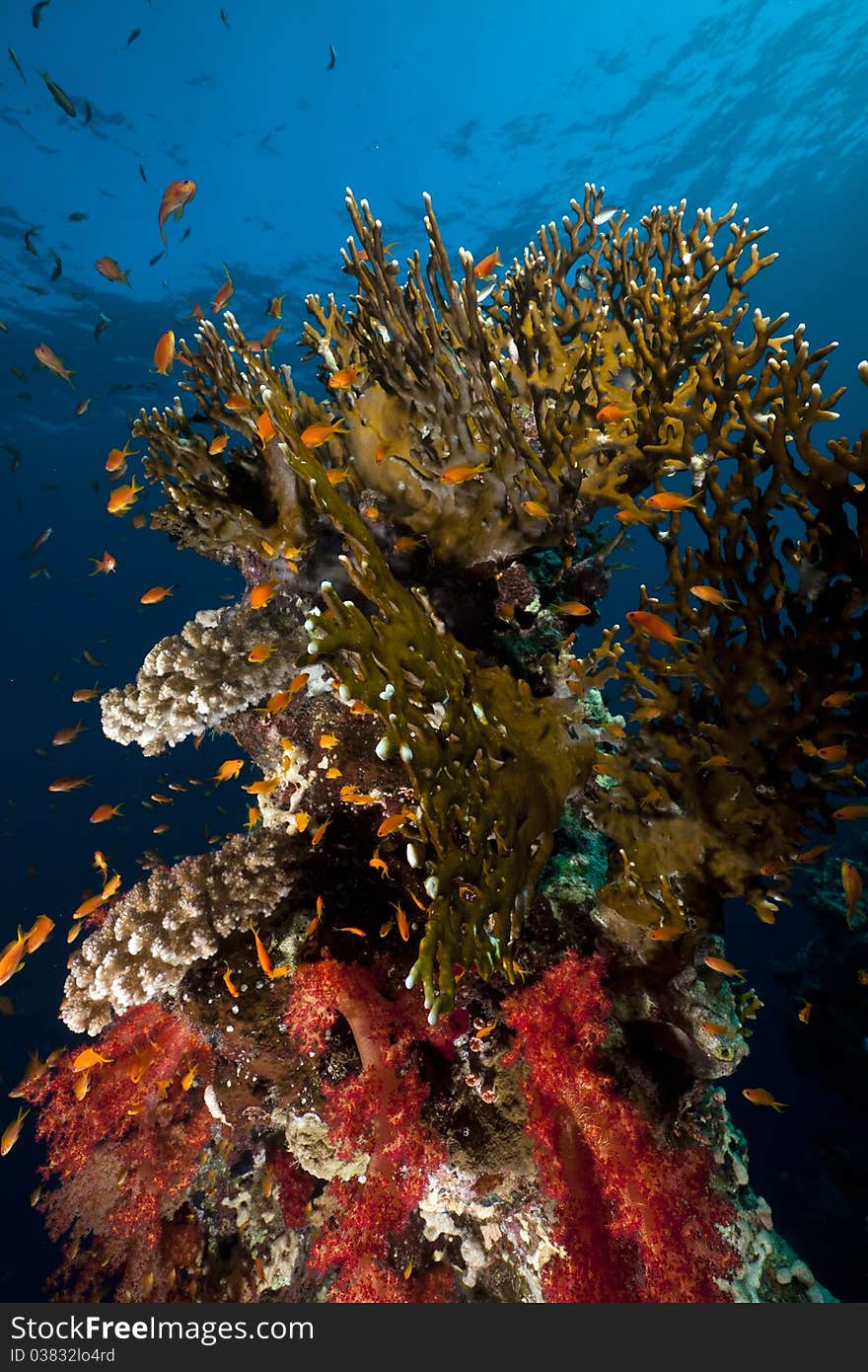 Net Fire Coral And Fish In The Red Sea.