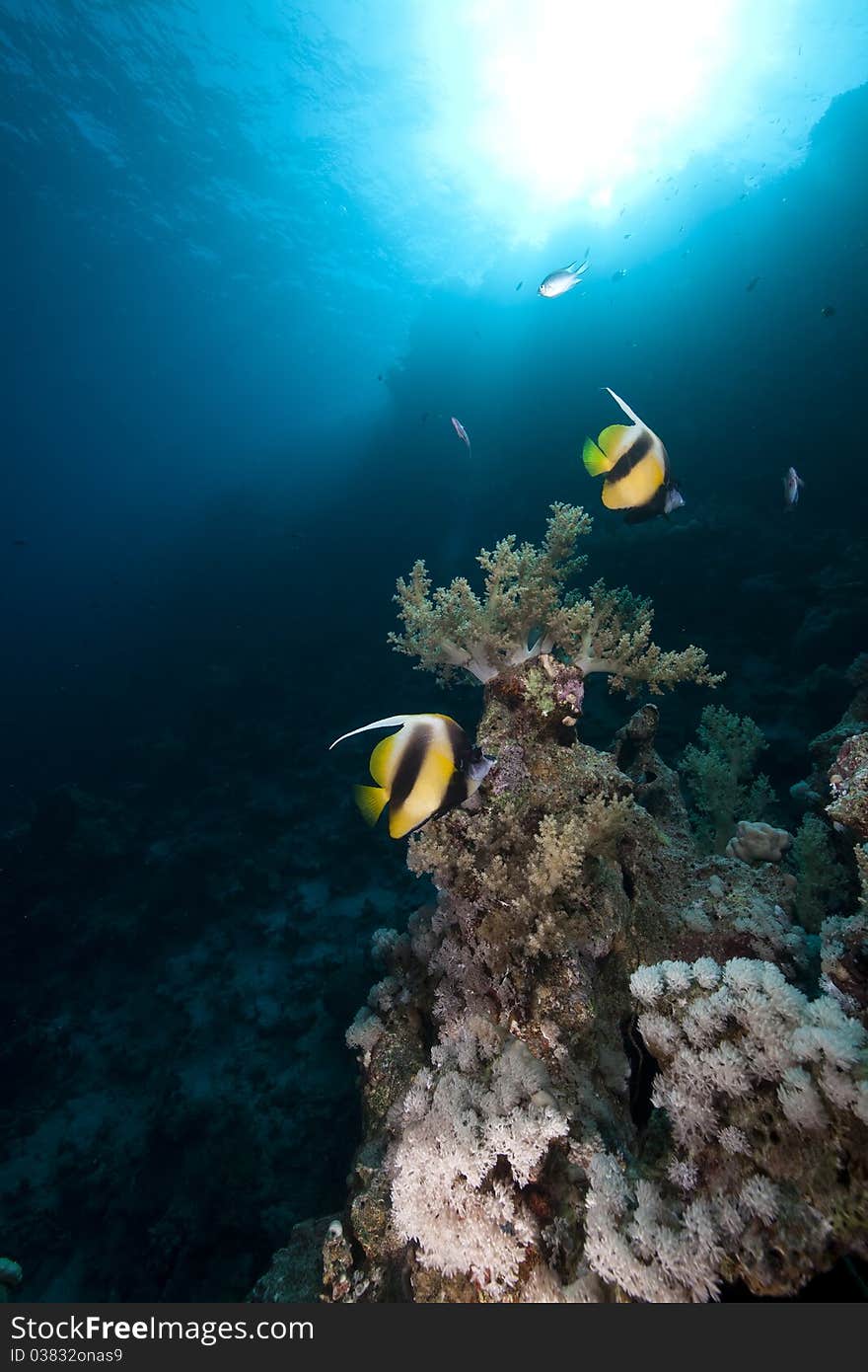 Bannerfish, coral and sun in the Red Sea.