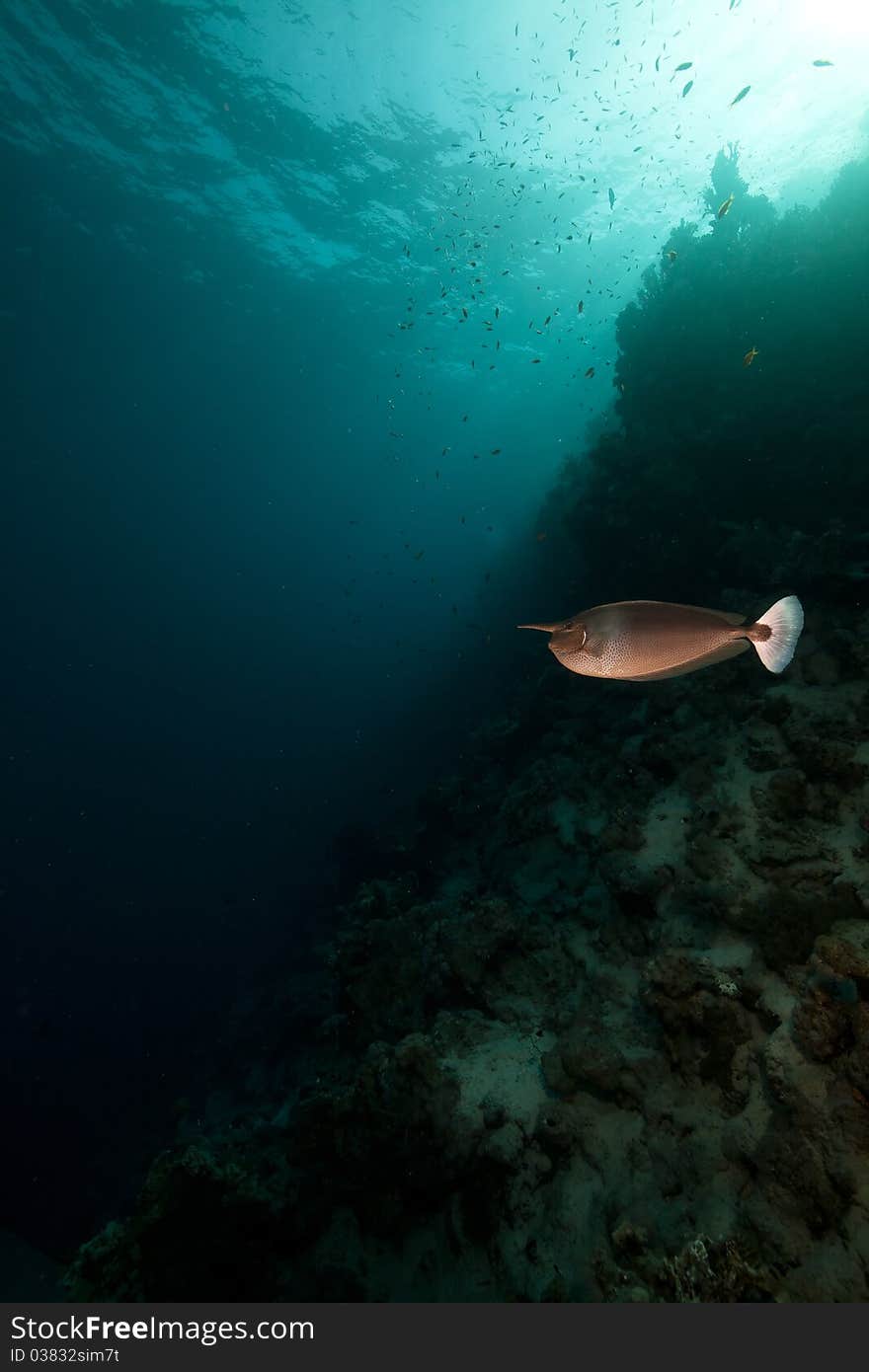 Spotted unicornfish (naso brevirostris) in the Red Sea. Spotted unicornfish (naso brevirostris) in the Red Sea