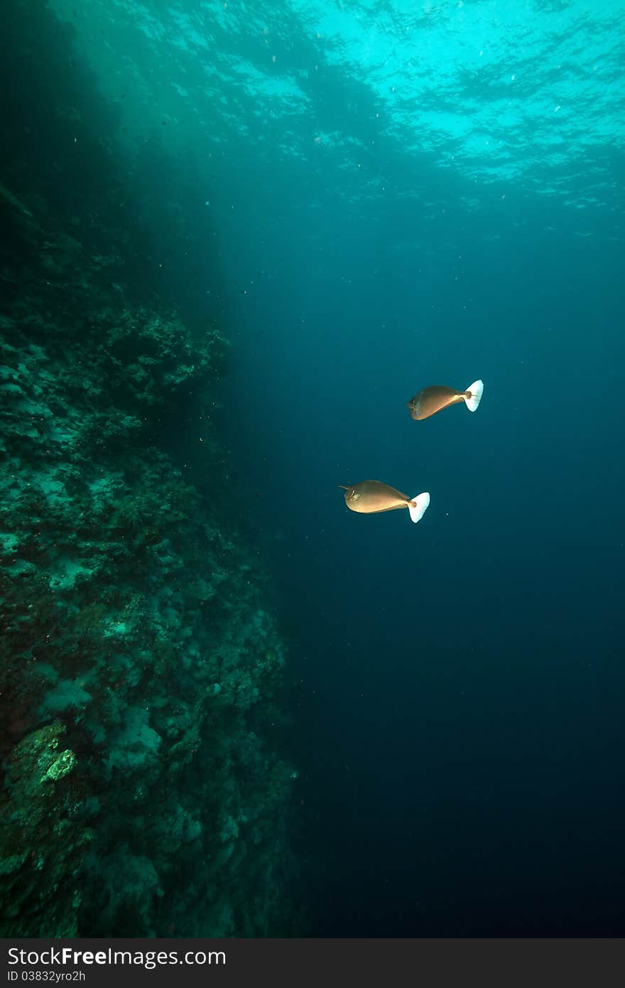 Spotted unicornfish (naso brevirostris) in the Red Sea. Spotted unicornfish (naso brevirostris) in the Red Sea