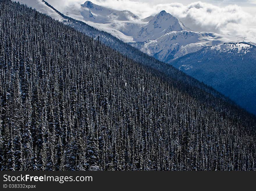 Alpine Forrest, Blackcomb Mountain