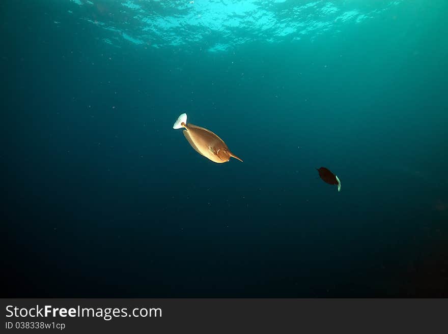 Spotted unicornfish (naso brevirostris) in the Red Sea. Spotted unicornfish (naso brevirostris) in the Red Sea