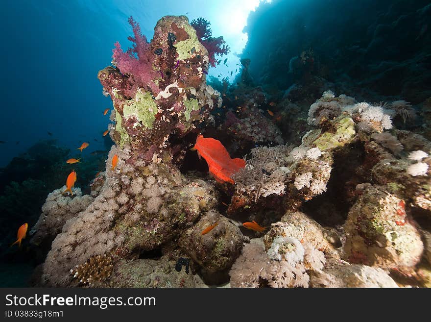 Fish, coral and sun in the Red Sea.