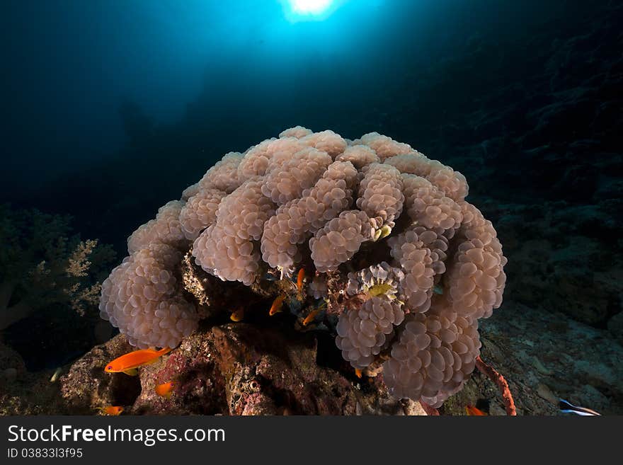 Bubble coral in the Red Sea.