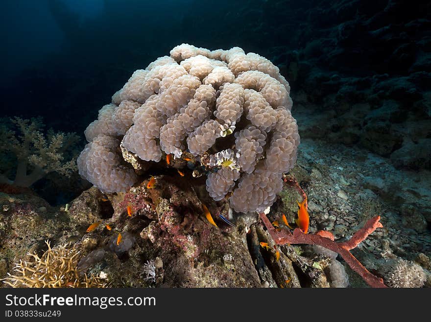 Bubble coral in the Red Sea.