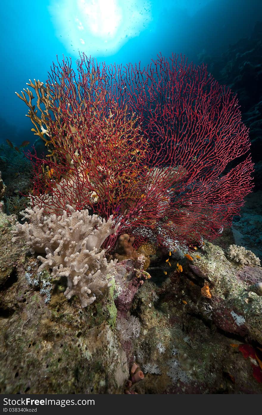 Sea fan, coral and fish in the Red Sea. Sea fan, coral and fish in the Red Sea.