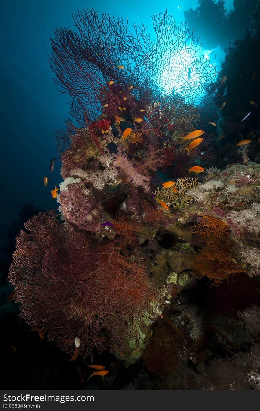 Sea fan, coral and fish in the Red Sea. Sea fan, coral and fish in the Red Sea.