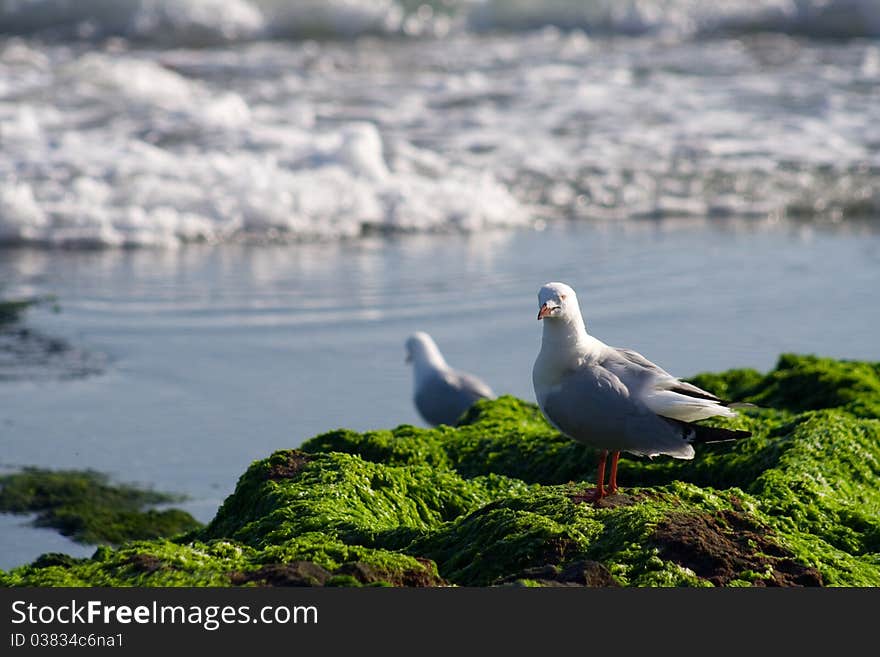 This Australian Seagull looks around while standing on the rocky shoreline. This Australian Seagull looks around while standing on the rocky shoreline