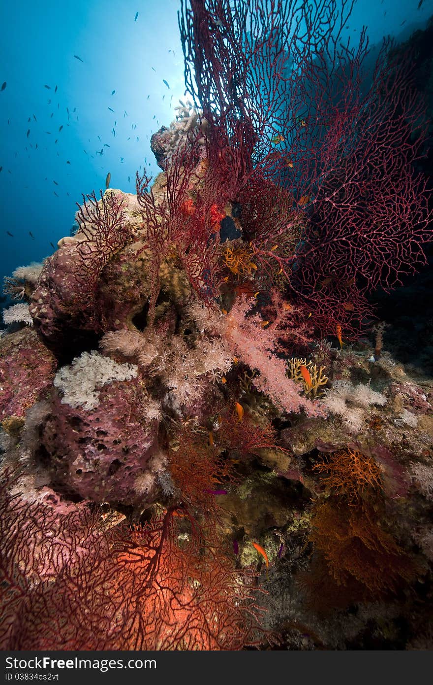 Sea fan, coral and fish in the Red Sea. Sea fan, coral and fish in the Red Sea.