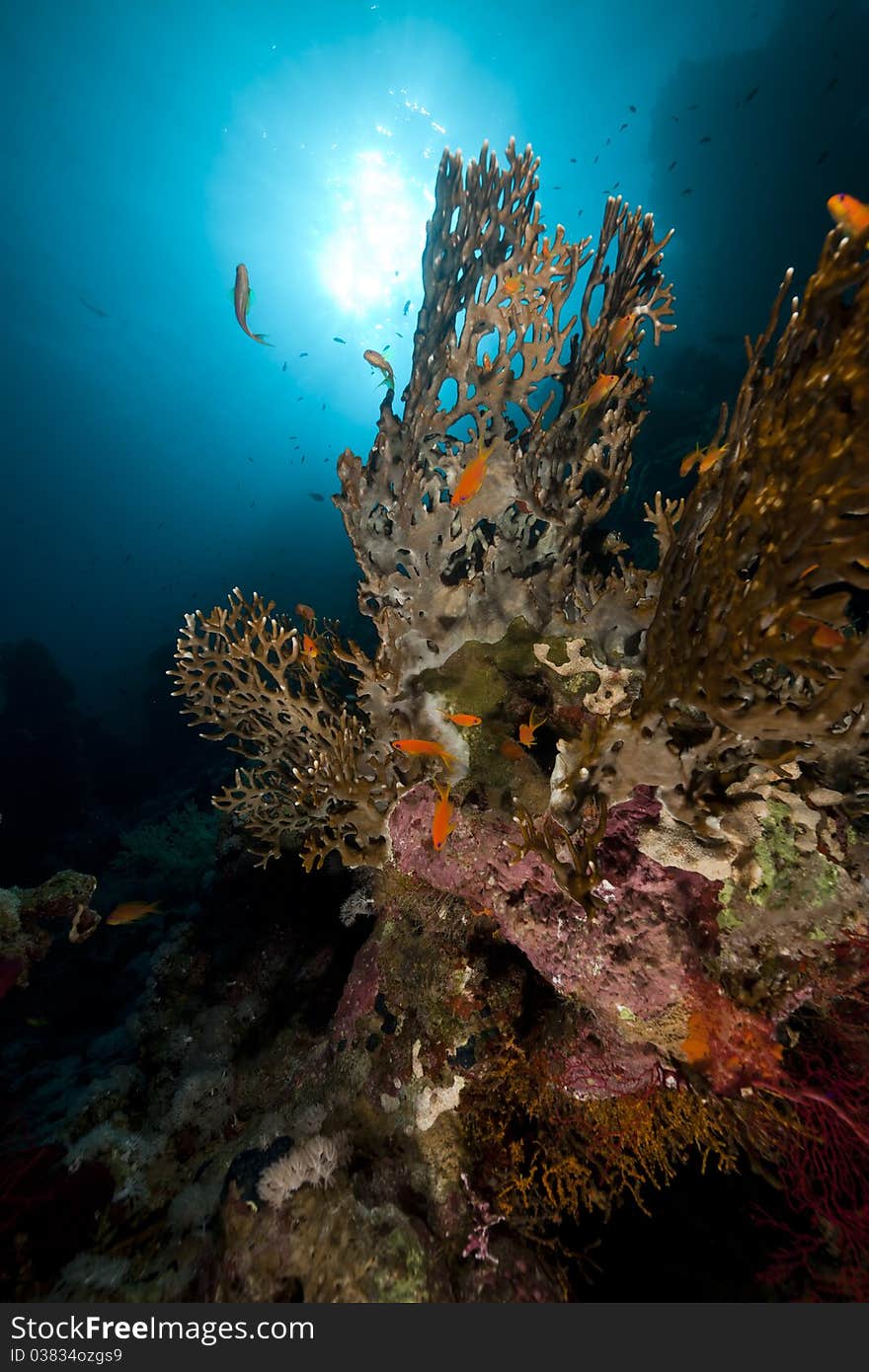 Net Fire Coral And Fish In The Red Sea.