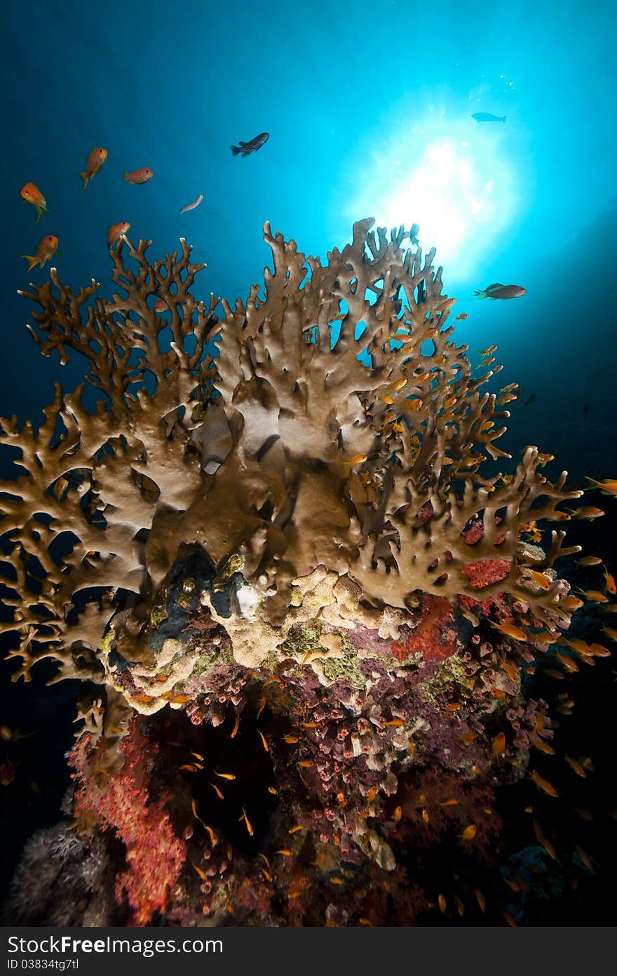 Net Fire Coral And Fish In The Red Sea.