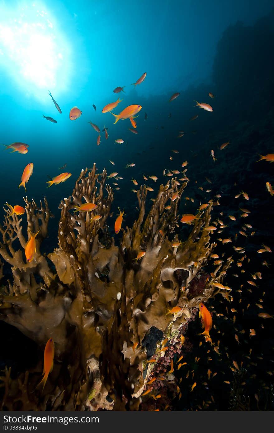 Net fire coral and fish in the Red Sea.