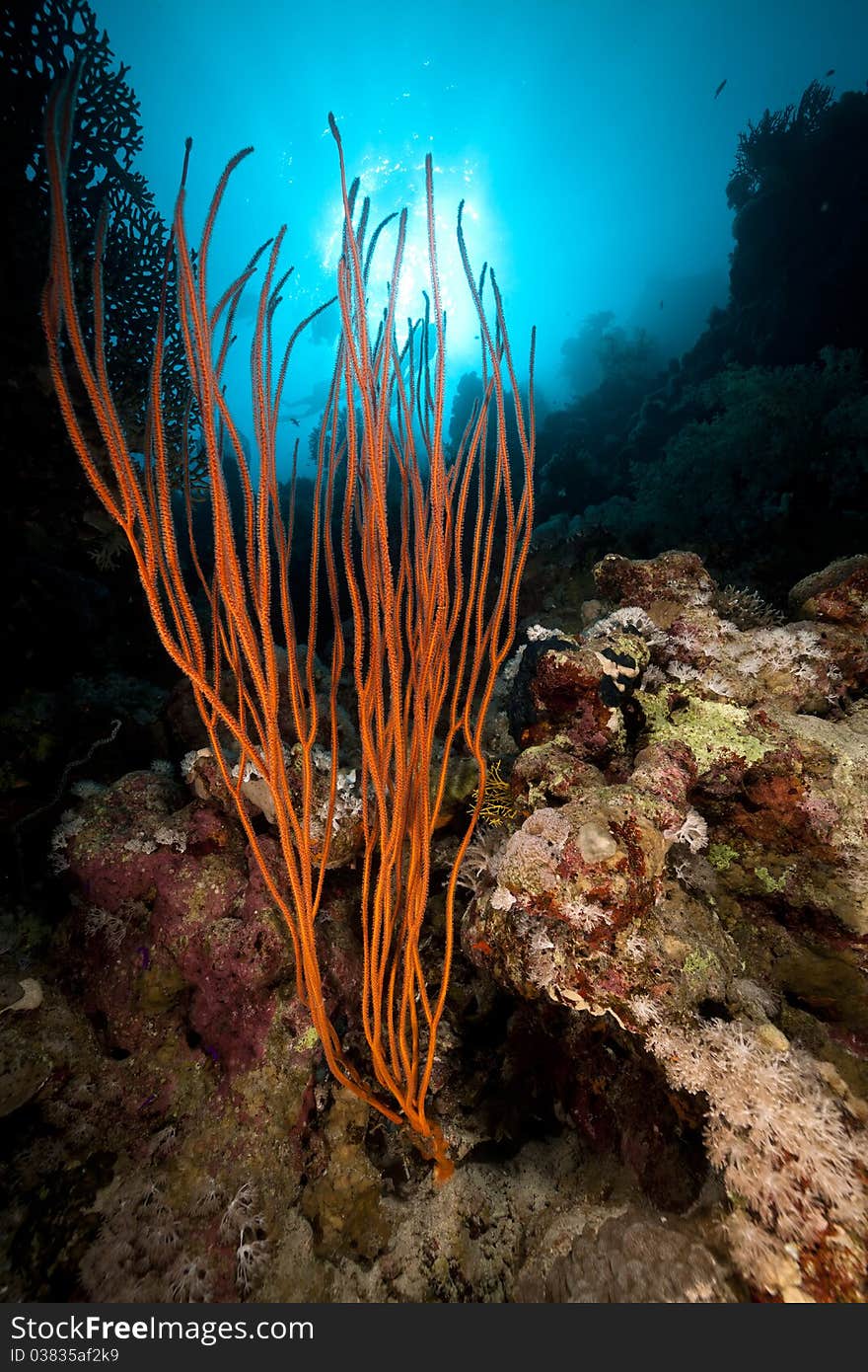 Red Cluster Whip And  Sun In The Red Sea.