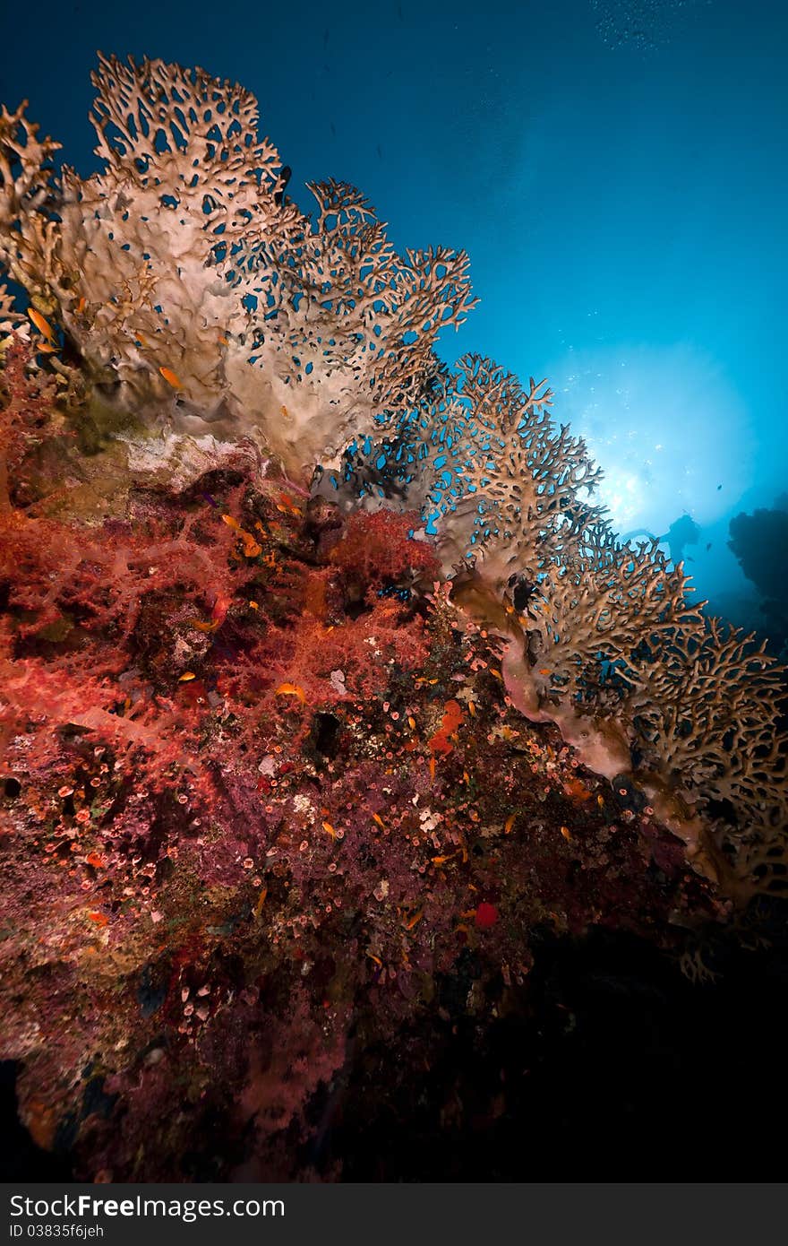 Fish, coral and sun in the Red Sea.