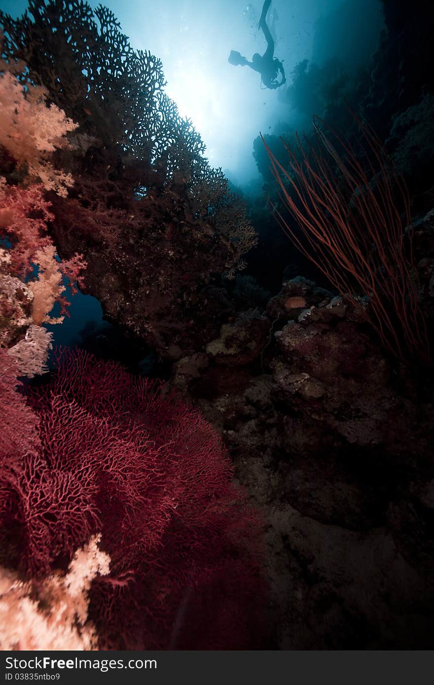 Divers, Coral And Sun In The Red Sea.