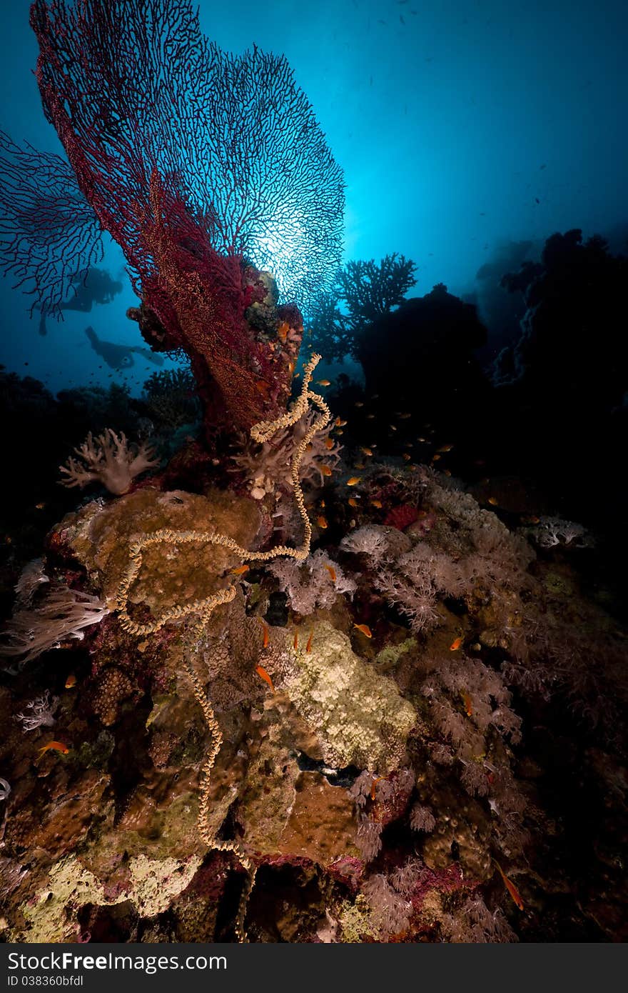 Divers, coral and sun in the Red Sea.