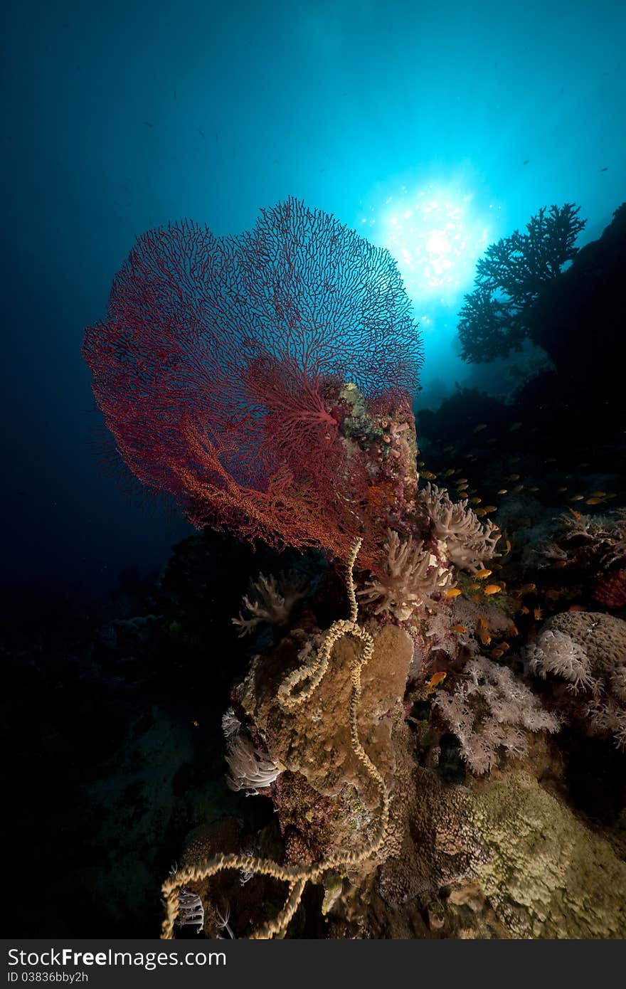 Fish, coral and sun in the Red Sea.