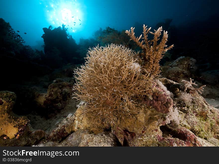 Noded Horny Coral And Sun In The Red Sea.