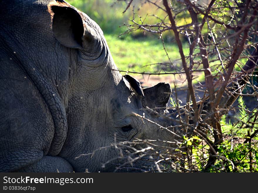 Big Rhino sleeping with rhinobird picking flees. Big Rhino sleeping with rhinobird picking flees