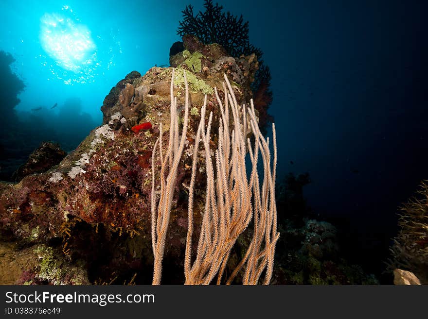 Red cluster whip and  sun in the Red Sea.