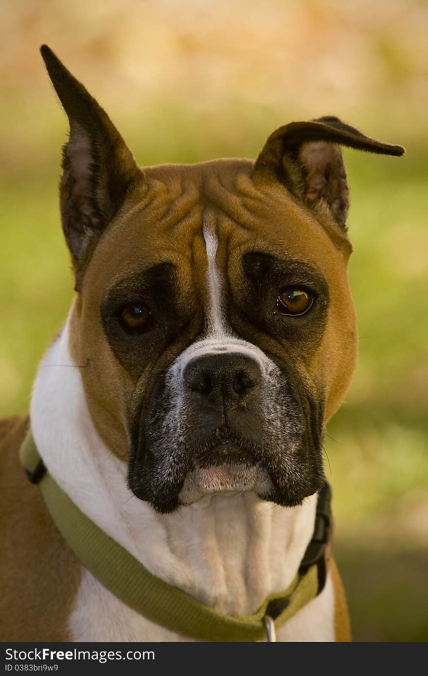 Face, portrait of canine, German Boxer outdoors. Face, portrait of canine, German Boxer outdoors