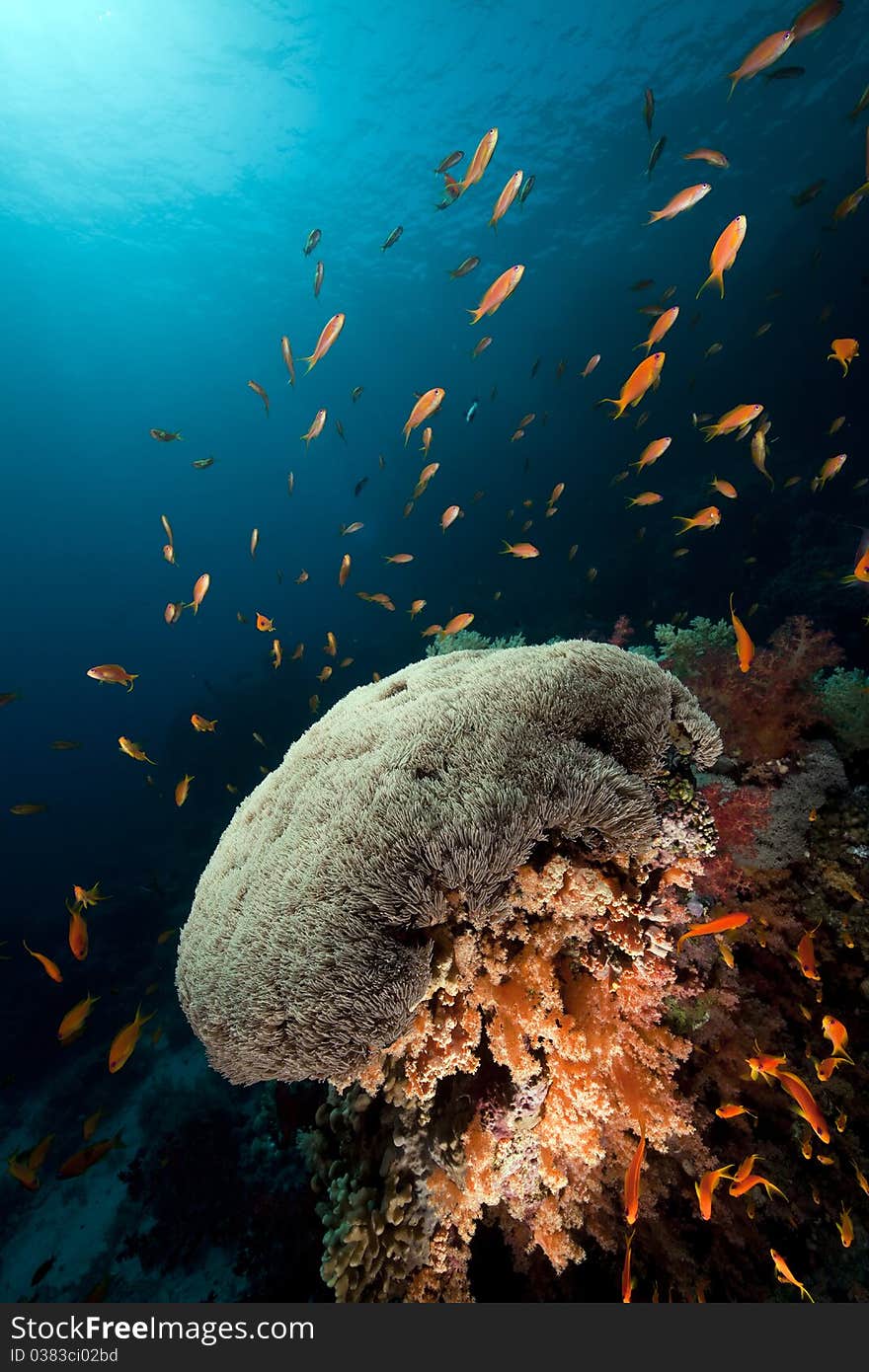 Umbrella xenia in the Red Sea.