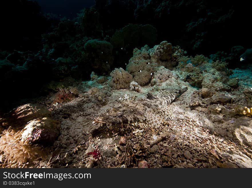 Crocodilefish  in the Red Sea.