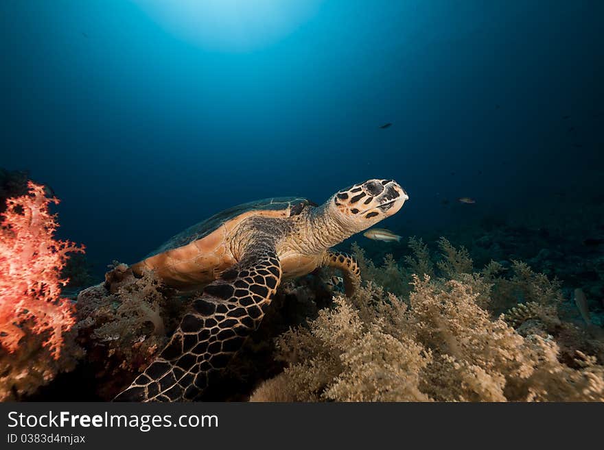 Hawksbill turtle in the Red Sea.