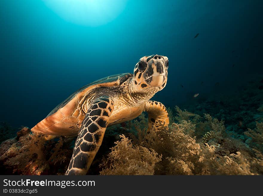 Hawksbill turtle in the Red Sea.