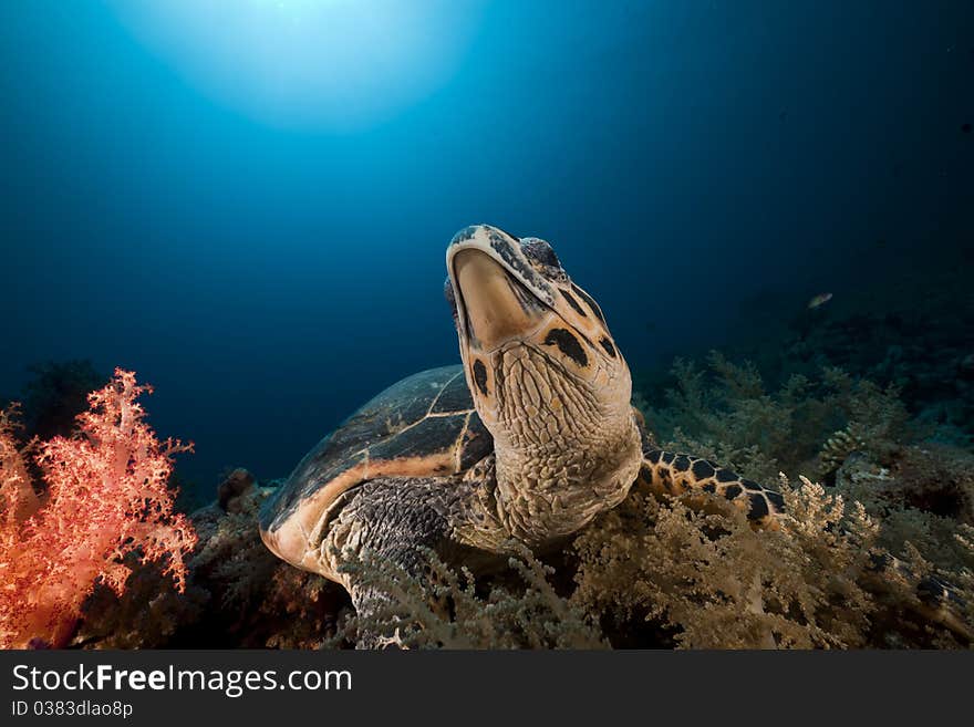 Hawksbill turtle in the Red Sea.