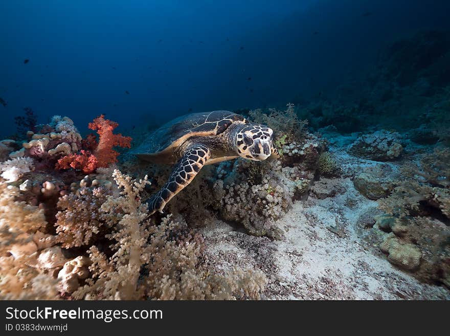 Hawksbill turtle in the Red Sea.