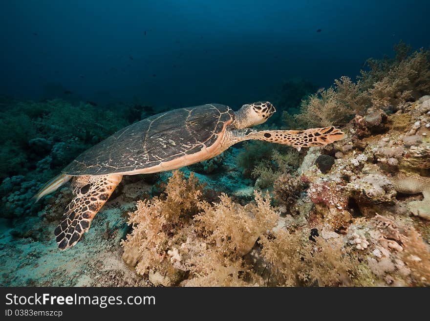 Hawksbill turtle in the Red Sea.