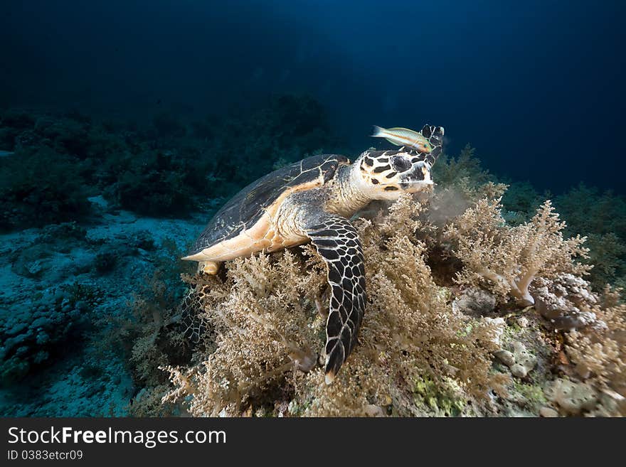 Hawksbill turtle in the Red Sea.