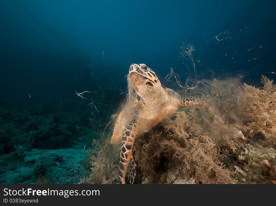 Hawksbill turtle in the Red Sea.