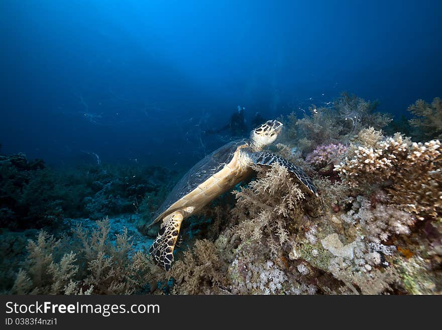 Hawksbill Turtle In The Red Sea.