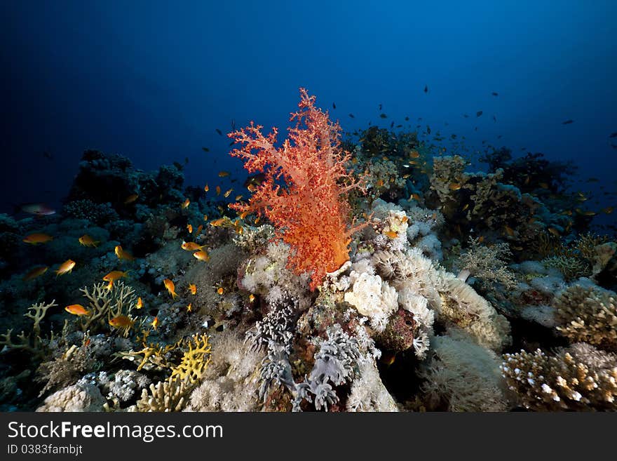 Fish, coral and sun in the Red Sea.