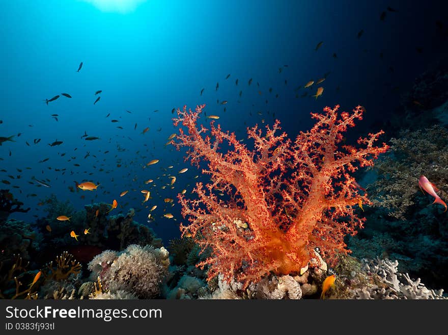 Fish, coral and sun in the Red Sea.