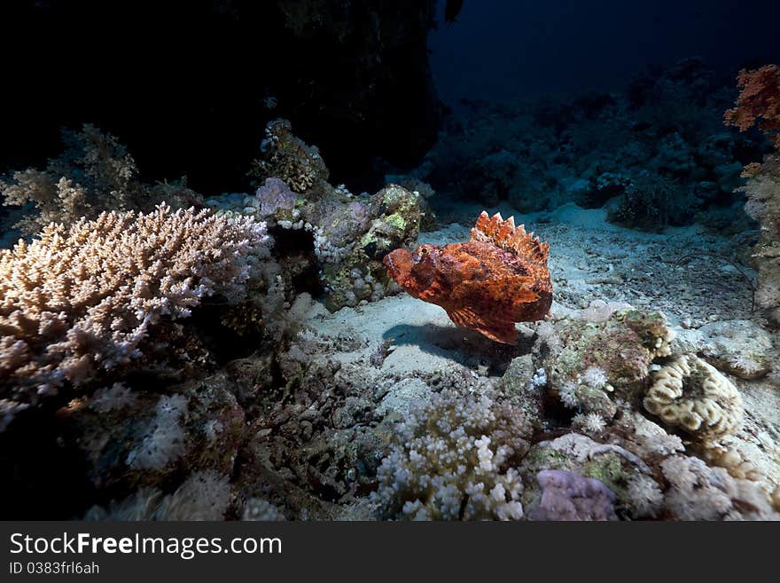 Smallscale scorpiofish in the Red Sea.