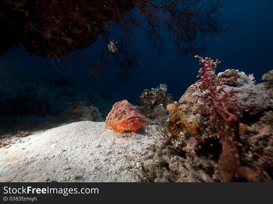 Smallscale scorpiofish in the Red Sea.