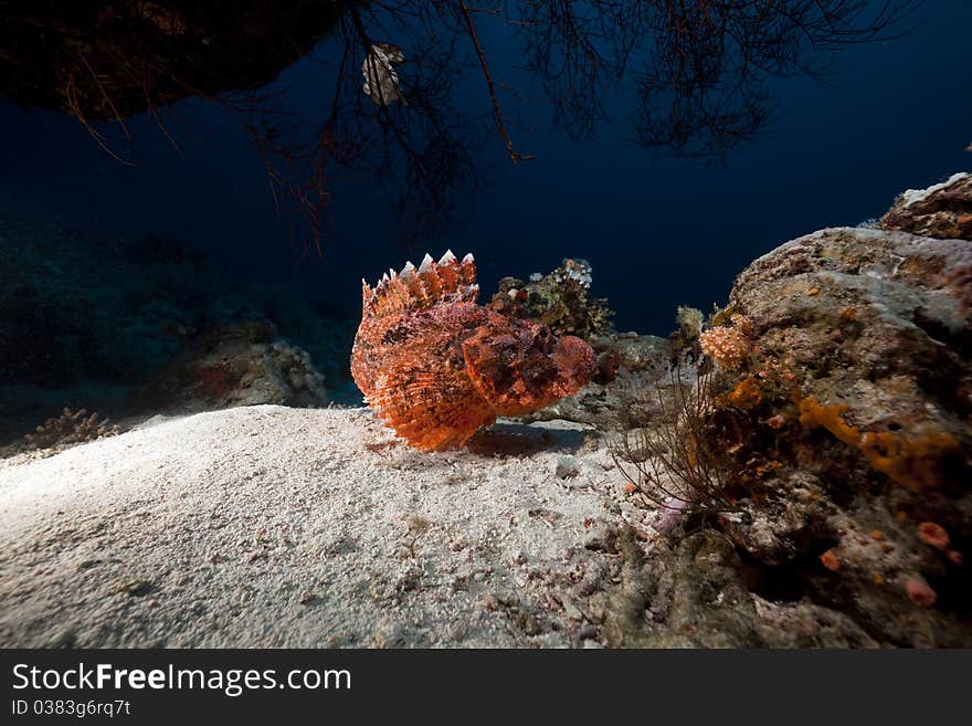 Smallscale scorpiofish in the Red Sea.